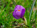 Narcissus – Narcyza 